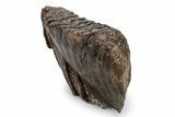 Fossil Woolly Mammoth Lower M Molar - Poland #357040-3